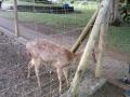 gal/Ile Maurice/_thb_SP_A0077_Pamplemouse_Garden_Pamplemousses_Garden.jpg